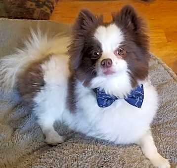 Photo of Gizmo