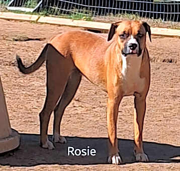 Photo of Rosie