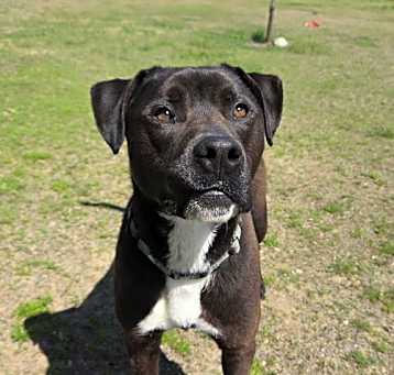 Photo of Django