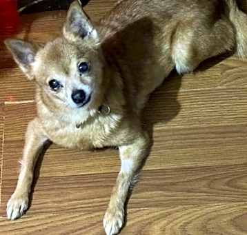 Photo of Foxy