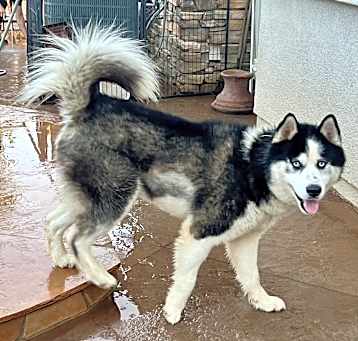 Photo of Dodger