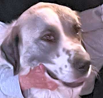 Photo of Phoebe
