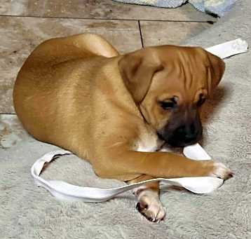Photo of Necco