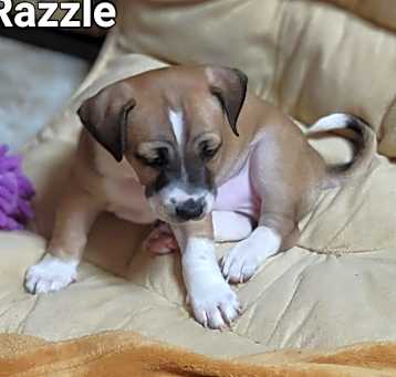 Photo of Razzle