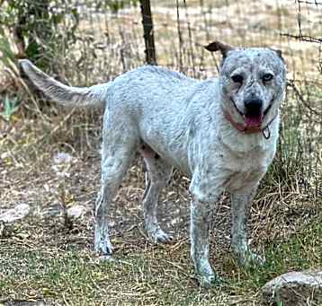 Photo of Indie