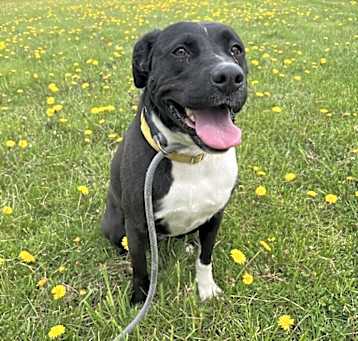 Photo of Molly