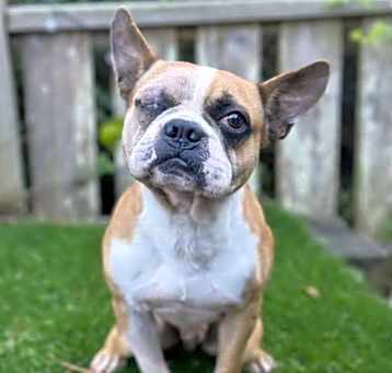 Photo of Boomer