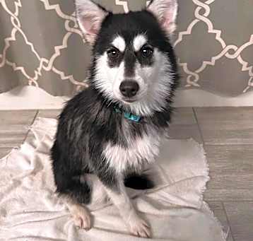 Photo of Loki