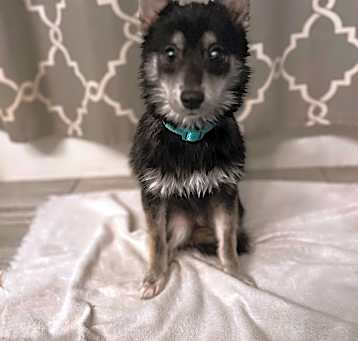 Photo of Mila