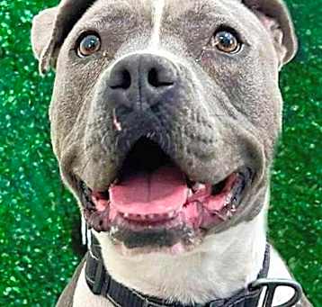 Photo of Valentina  (CP) - Adopt Me!
