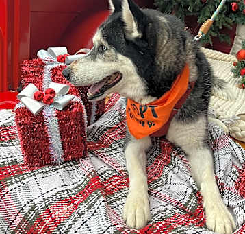 Photo of Lakota