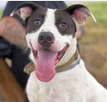 Photo of Bandit