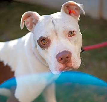 Photo of Dollface - IN FOSTER