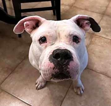 Photo of Bella