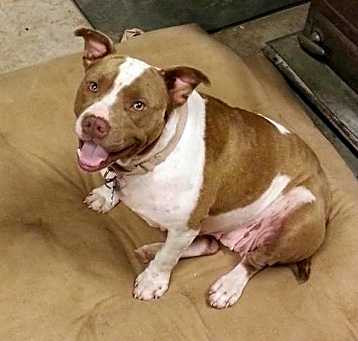 Photo of Pebbles