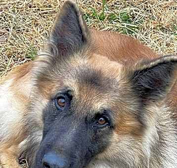Photo of Niro