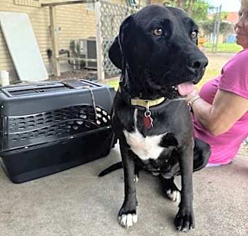 Photo of Pepper (Edinburg)