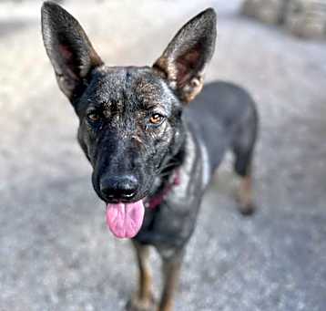 Photo of Zelda