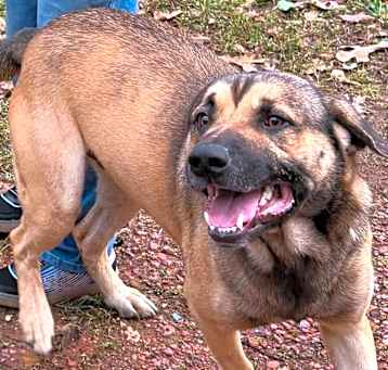 Photo of Lobo