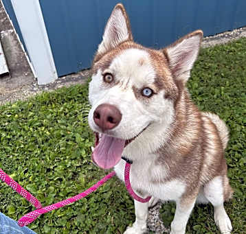 Photo of Rusty