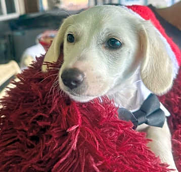 Photo of Brutus