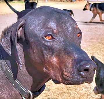 Photo of Sancho