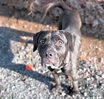 Photo of Taji