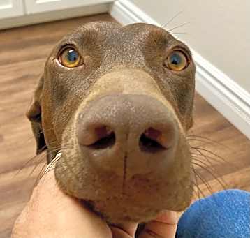 Photo of Brownie