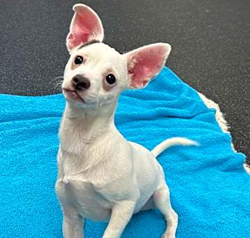 Photo of Pip