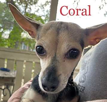 Photo of Coral