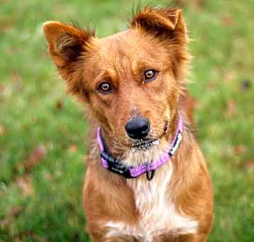 Photo of Tally