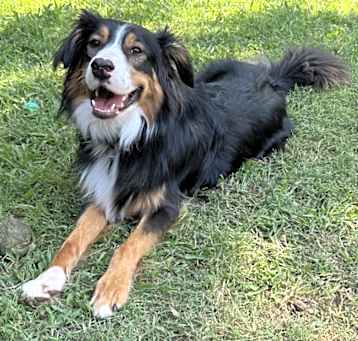 Photo of Ollie