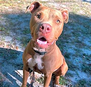Photo of Lacey