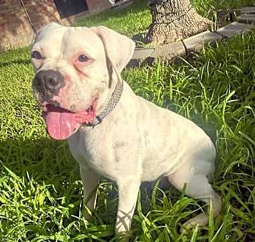 Photo of Buddy