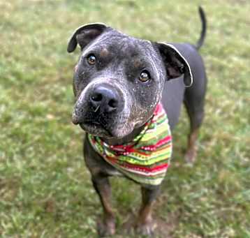 Photo of Boo