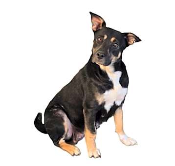 Photo of Izzy