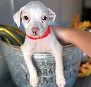 Photo of Atlas