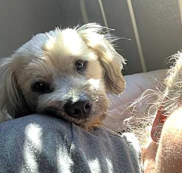 Photo of Ollie