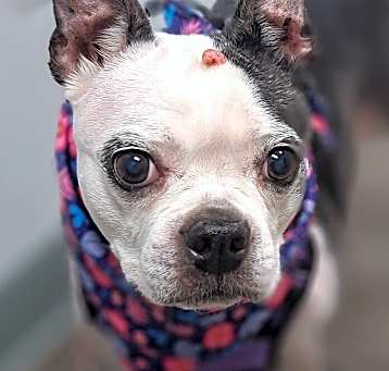 Photo of Lacey Bailey-4328 Johnson City, TN