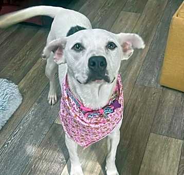 Photo of Skipper