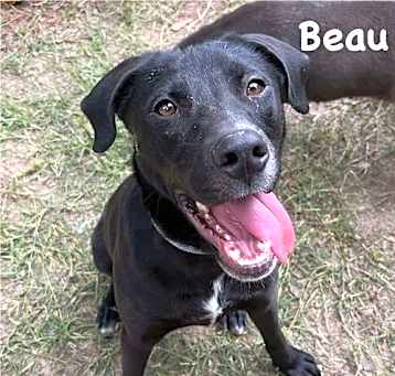 Photo of Beau