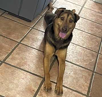 Photo of Cookie
