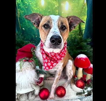 Photo of Annie