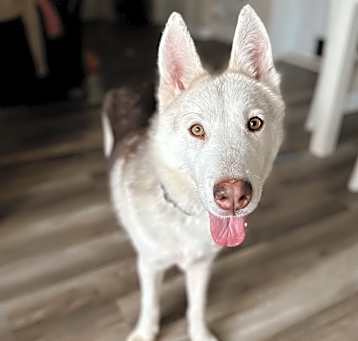 Photo of Timber