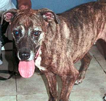 Photo of Dixie