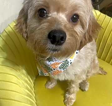 Photo of Boo Boo