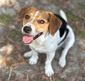 Photo of Poppy