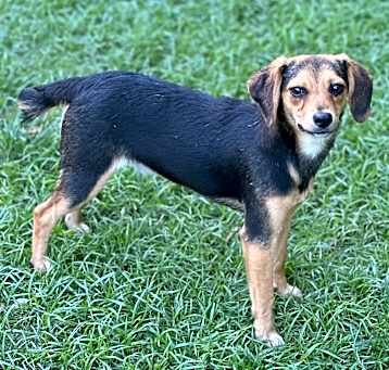 Photo of Nubby