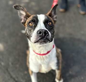 Photo of Harley