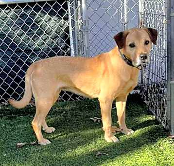 Photo of Scooby